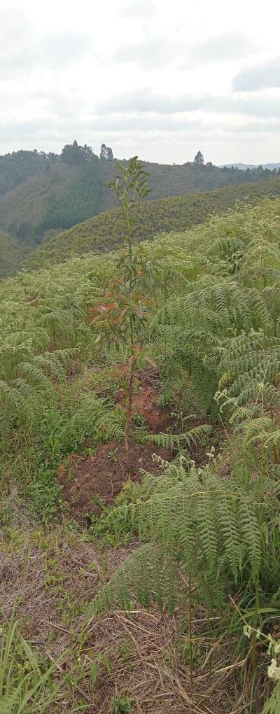 Intercity Property Hub: A 50-Acre Farm for Sale ~ Njombe.