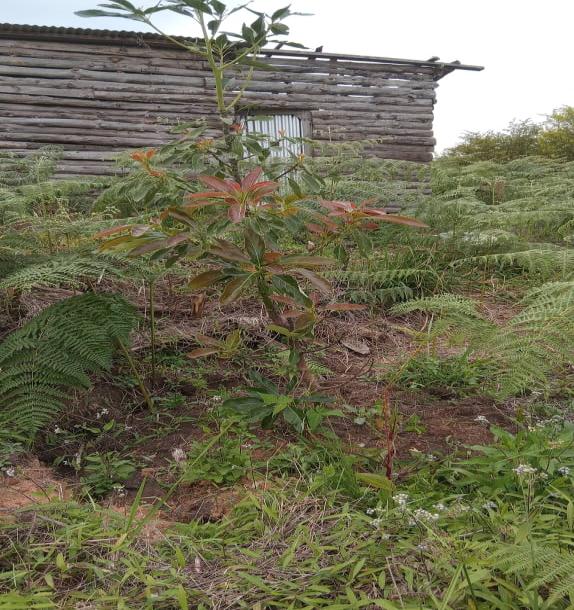 Intercity Property Hub: A 50-Acre Farm for Sale ~ Njombe.-7