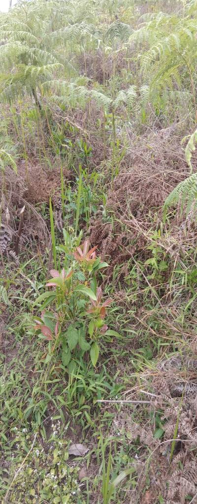 Intercity Property Hub: A 50-Acre Farm for Sale ~ Njombe.