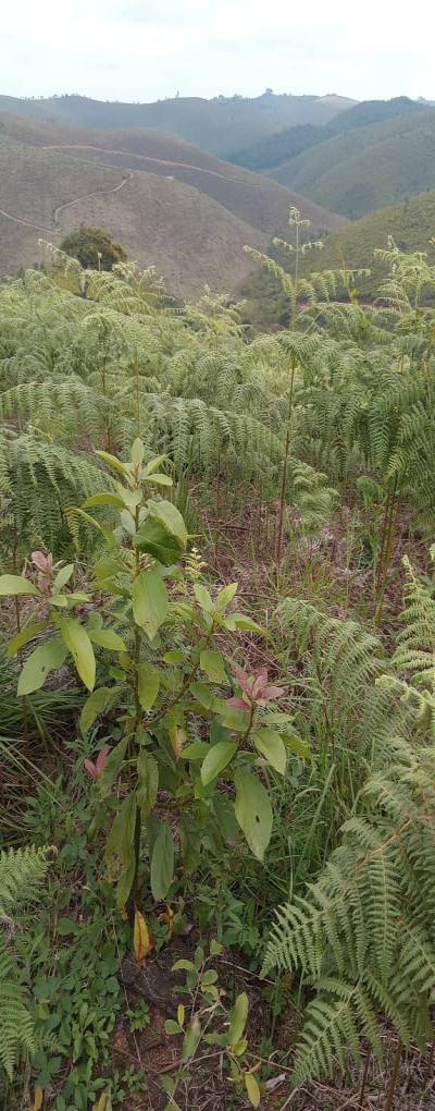 Intercity Property Hub: A 50-Acre Farm for Sale ~ Njombe.