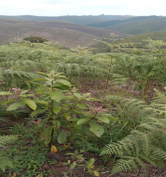 Intercity Property Hub: A 50-Acre Farm for Sale ~ Njombe.-9