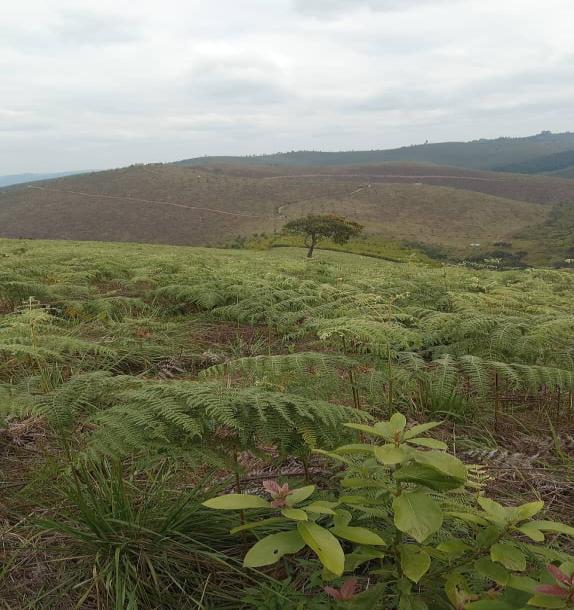 Intercity Property Hub: A 50-Acre Farm for Sale ~ Njombe.-10