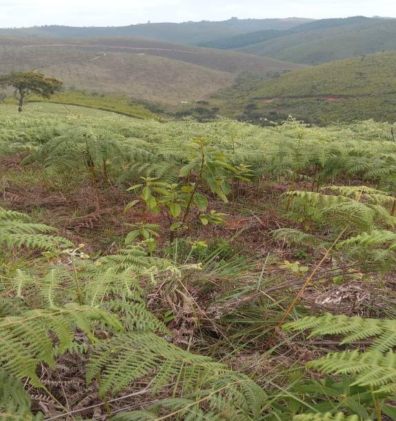 Intercity Property Hub: A 50-Acre Farm for Sale ~ Njombe.-11