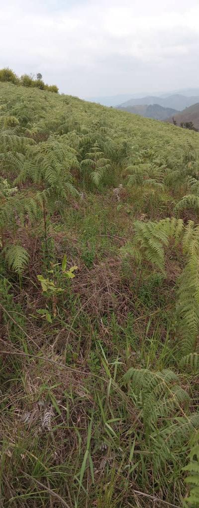 Intercity Property Hub: A 50-Acre Farm for Sale ~ Njombe.