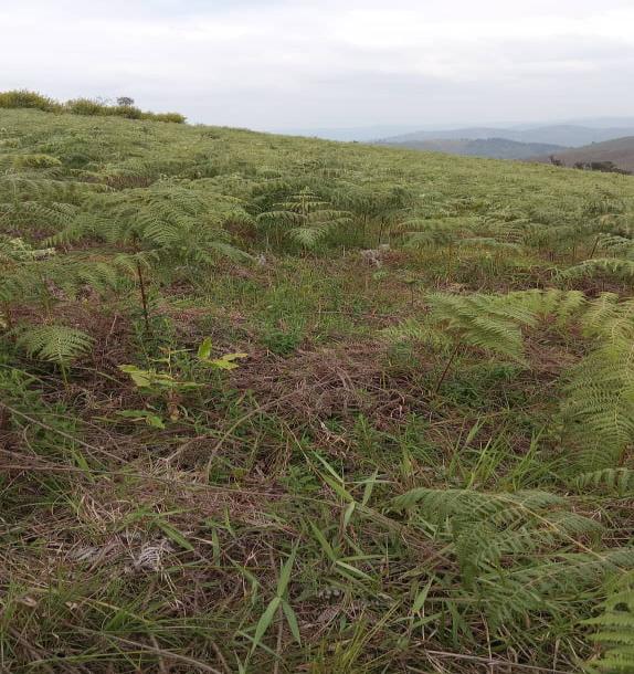 Intercity Property Hub: A 50-Acre Farm for Sale ~ Njombe.-12