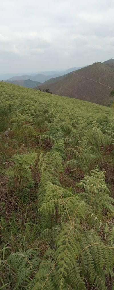 Intercity Property Hub: A 50-Acre Farm for Sale ~ Njombe.