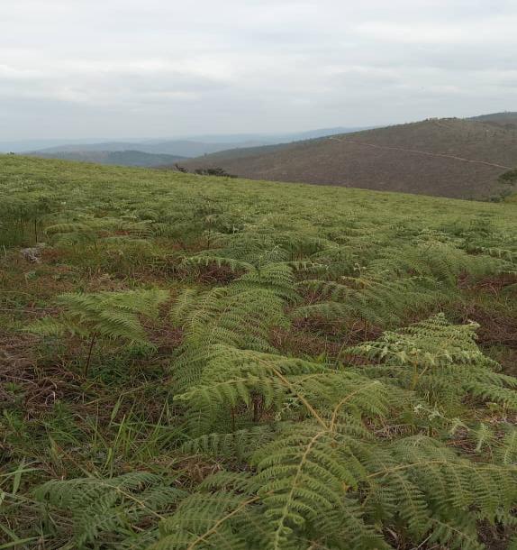 Intercity Property Hub: A 50-Acre Farm for Sale ~ Njombe.-13