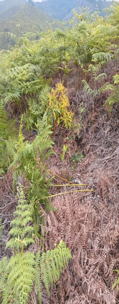 Intercity Property Hub: A 50-Acre Farm for Sale ~ Njombe.