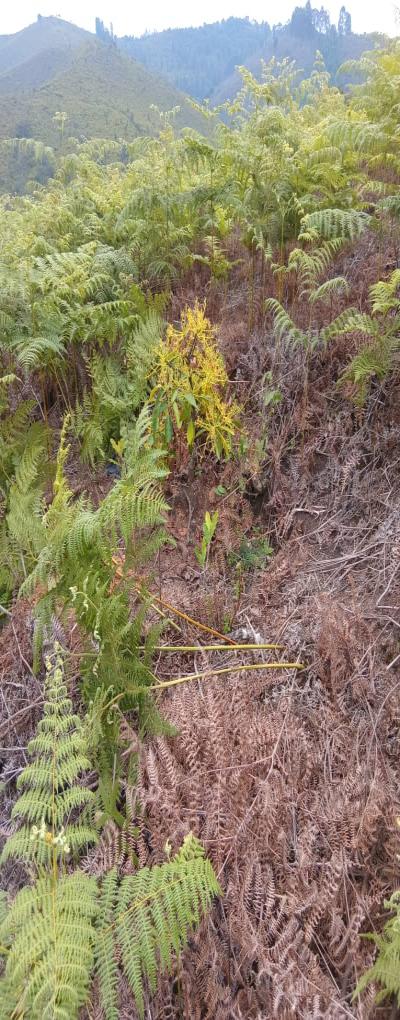 Intercity Property Hub: A 50-Acre Farm for Sale ~ Njombe.