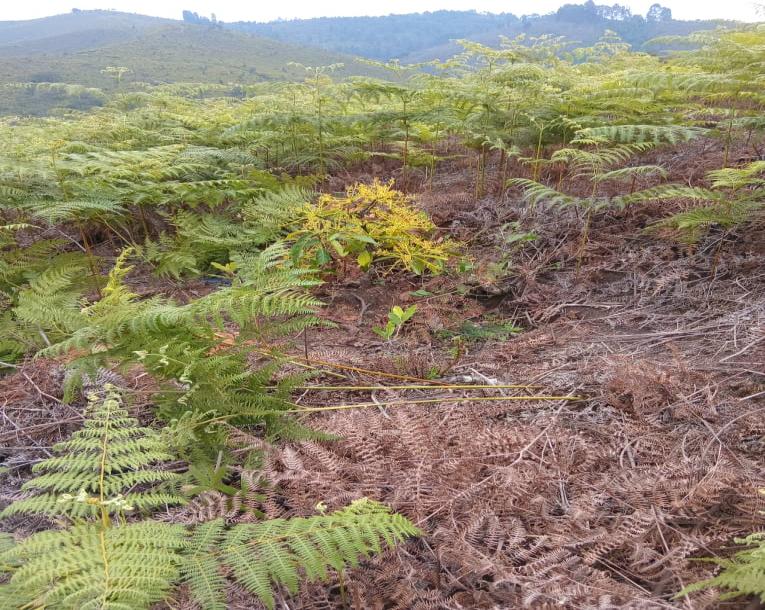 Intercity Property Hub: A 50-Acre Farm for Sale ~ Njombe.-15