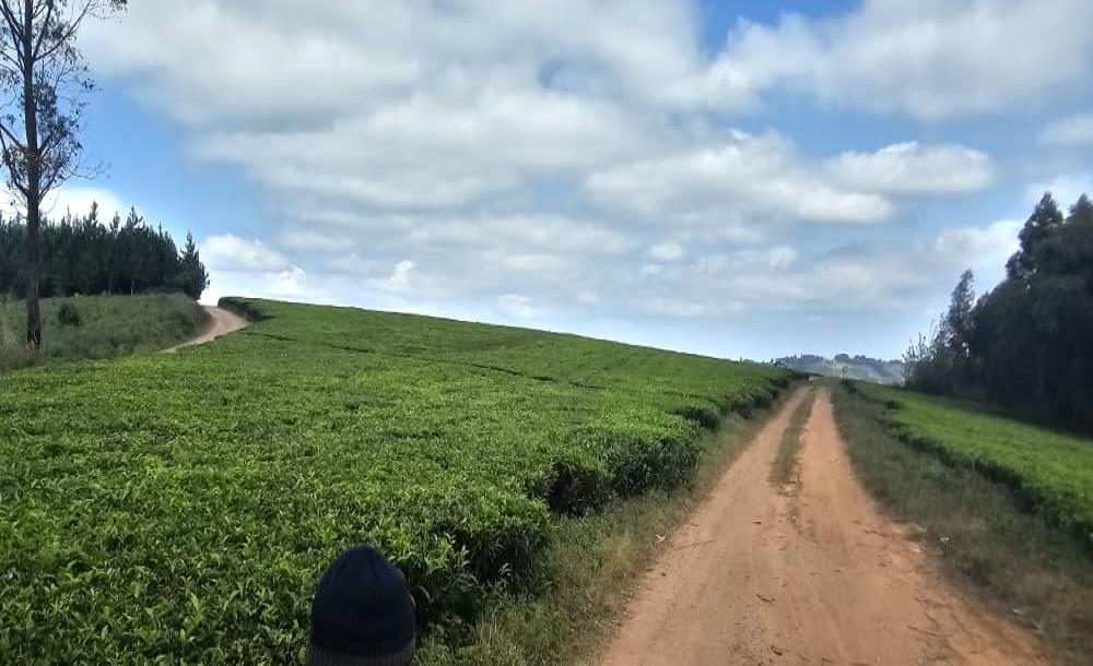 Intercity Property Hub: A 119-acre Tea Farm for Sale ~ Mufindi.-2