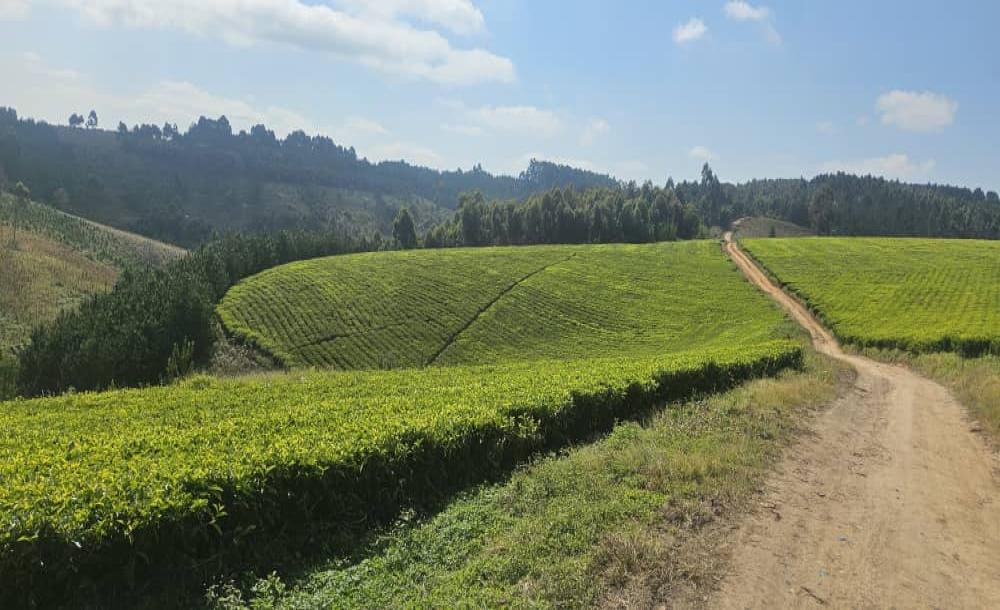 Intercity Property Hub: A 119-acre Tea Farm for Sale ~ Mufindi.-3