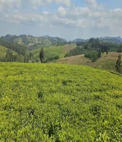 Intercity Property Hub: A 119-acre Tea Farm for Sale ~ Mufindi.