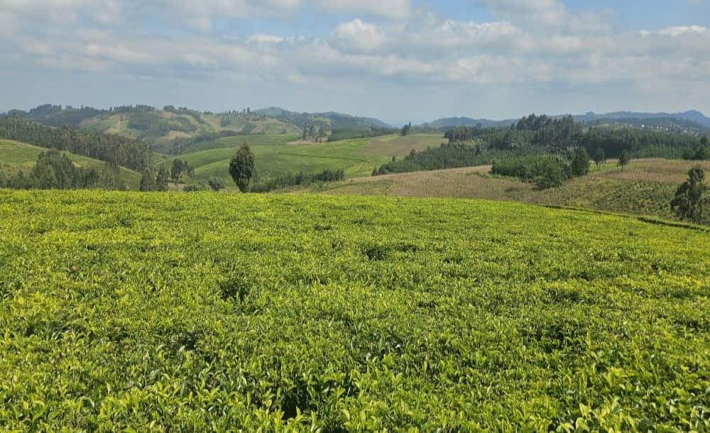 Intercity Property Hub: A 119-acre Tea Farm for Sale ~ Mufindi.-4