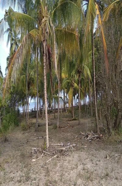IPH: A-40-acre Farm for Sale, Pangani Tanga.
