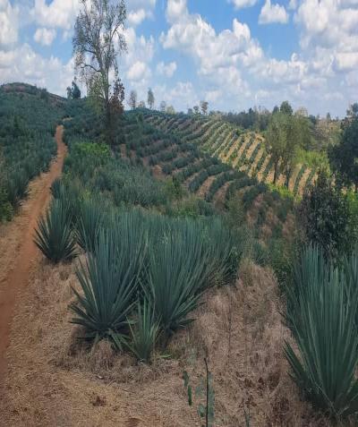 IPH: A 2,341.107 Ha Farm For Sale, Handeni, Tanga, Tanzania.