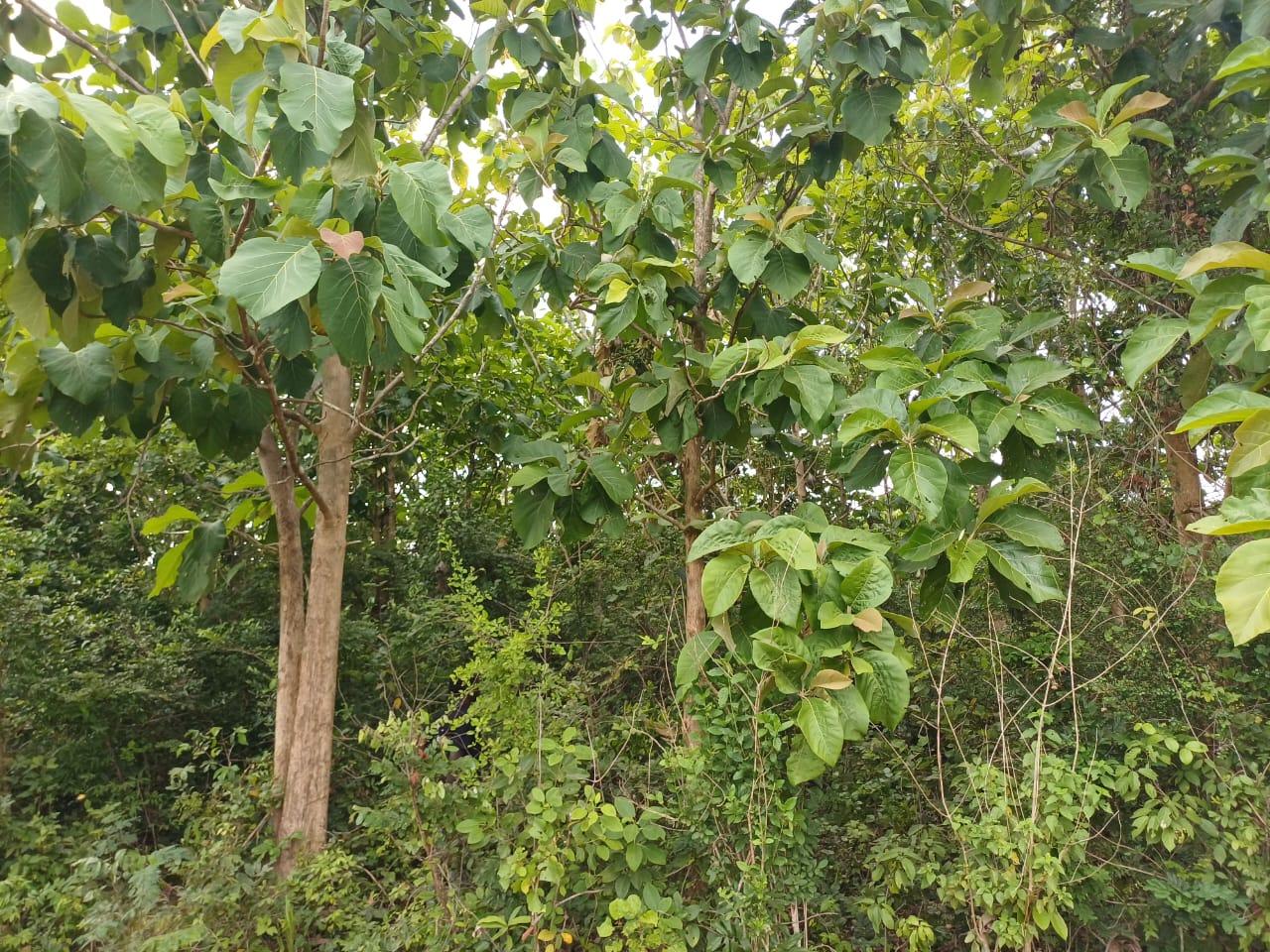 IPH: A 218 Acres Farm for Sale, Mtamba Village, Kisarawe DC ,Coastal Region.