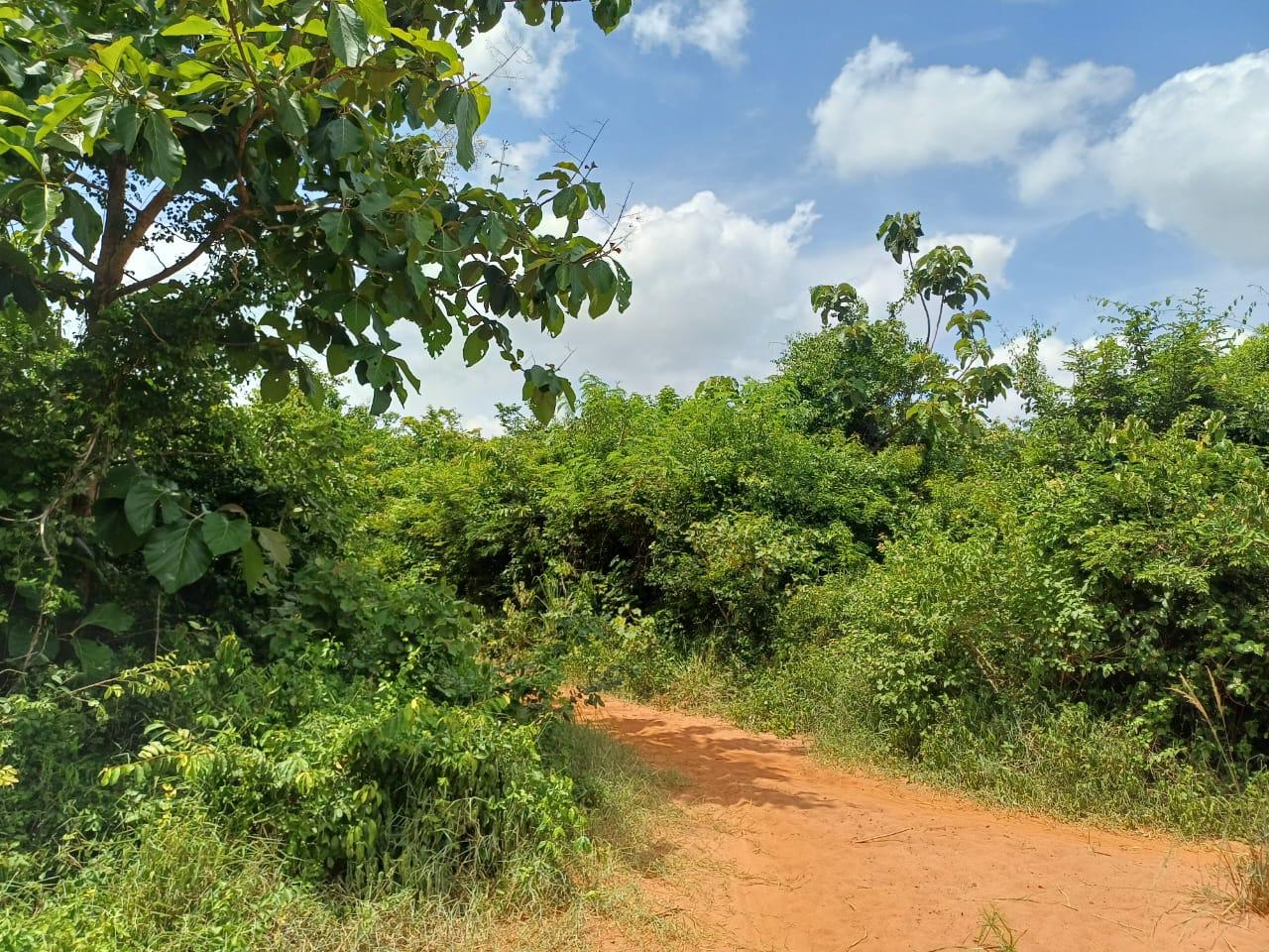 IPH: A 218 Acres Farm for Sale, Mtamba Village, Kisarawe DC ,Coastal Region.