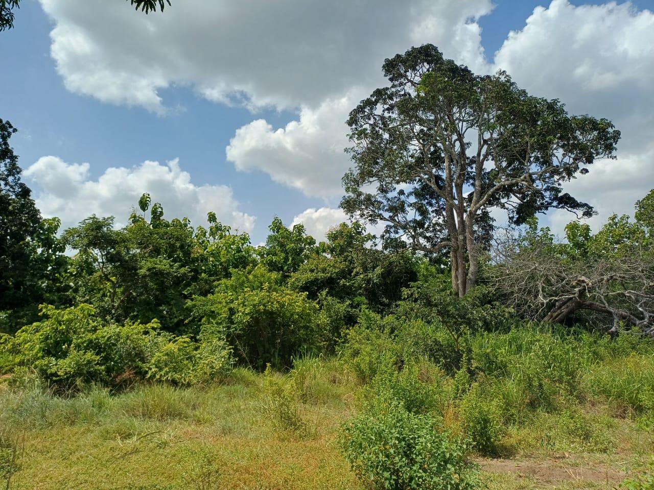 IPH: A 218 Acres Farm for Sale, Mtamba Village, Kisarawe DC ,Coastal Region.