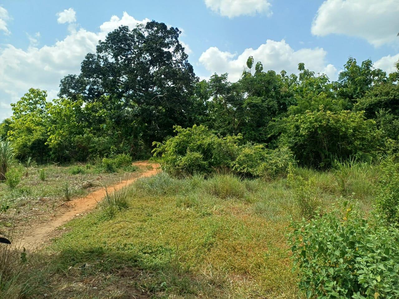 IPH: A 218 Acres Farm for Sale, Mtamba Village, Kisarawe DC ,Coastal Region.