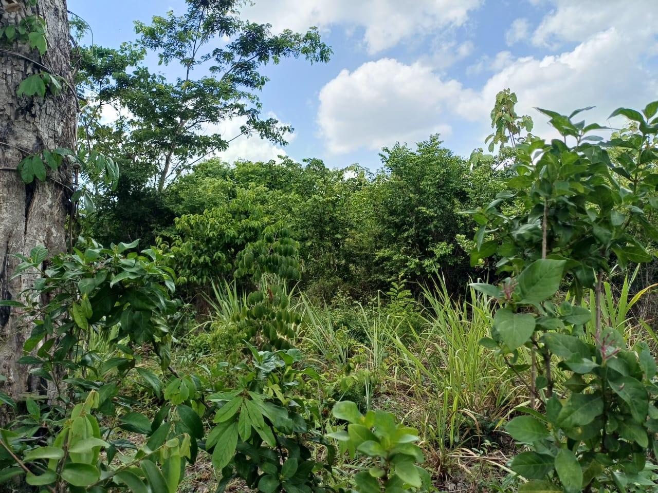 IPH: A 218 Acres Farm for Sale, Mtamba Village, Kisarawe DC ,Coastal Region.