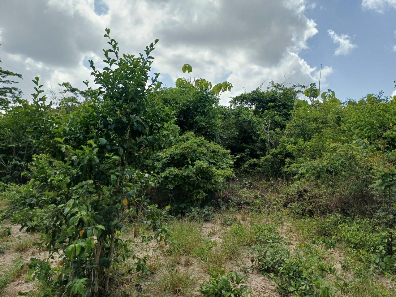 IPH: A 218 Acres Farm for Sale, Mtamba Village, Kisarawe DC ,Coastal Region.