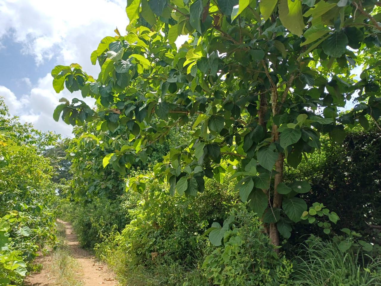 IPH: A 218 Acres Farm for Sale, Mtamba Village, Kisarawe DC ,Coastal Region.