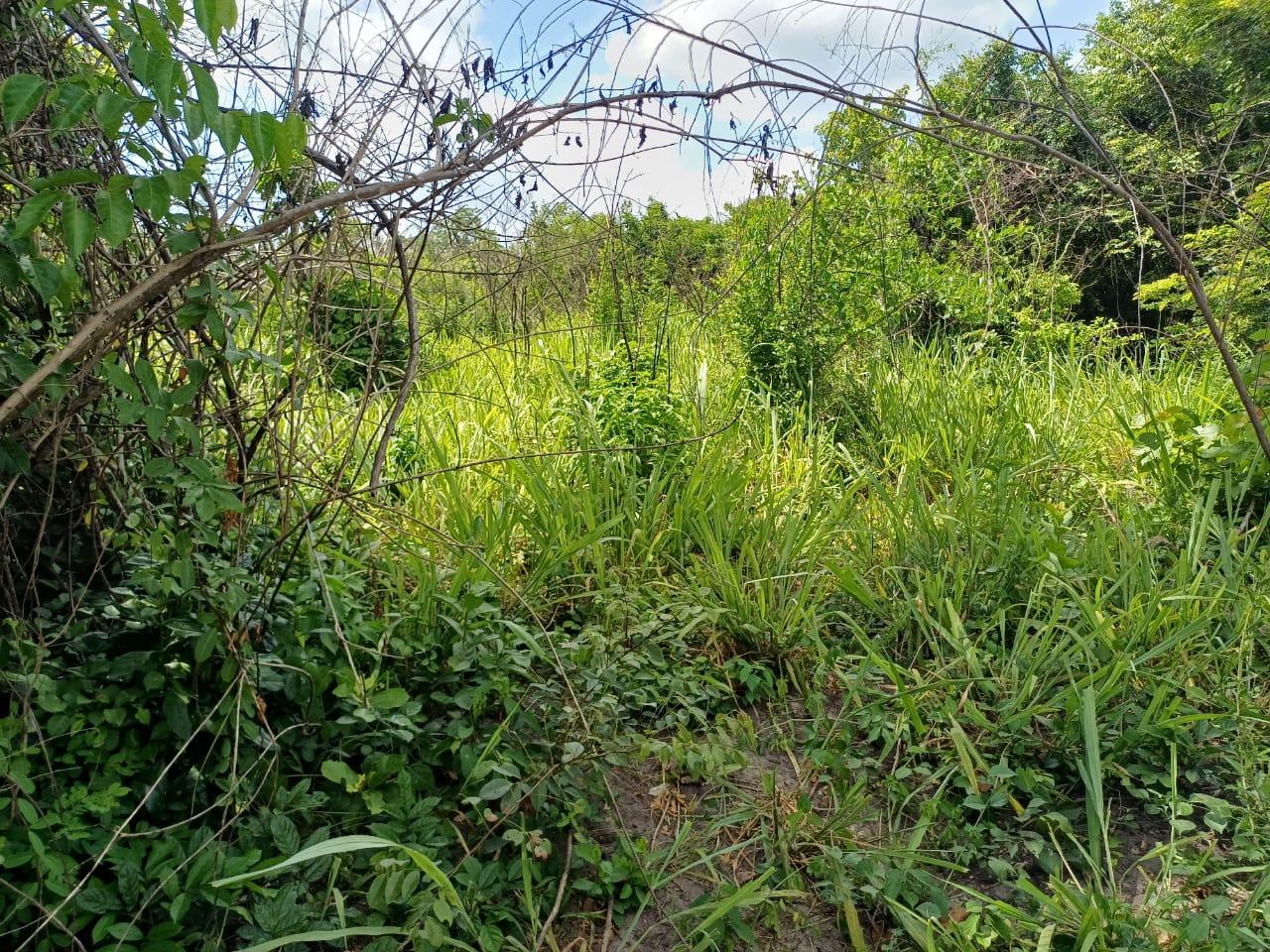 IPH: A 218 Acres Farm for Sale, Mtamba Village, Kisarawe DC ,Coastal Region.