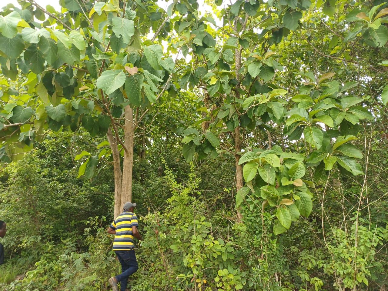 IPH: A 218 Acres Farm for Sale, Mtamba Village, Kisarawe DC ,Coastal Region.