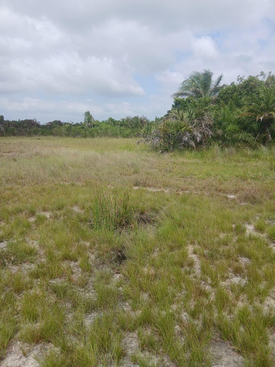 IPH: A 170 Acres Farm for Sale, Shungubweni. Mkuranga DC, Coastal Region.