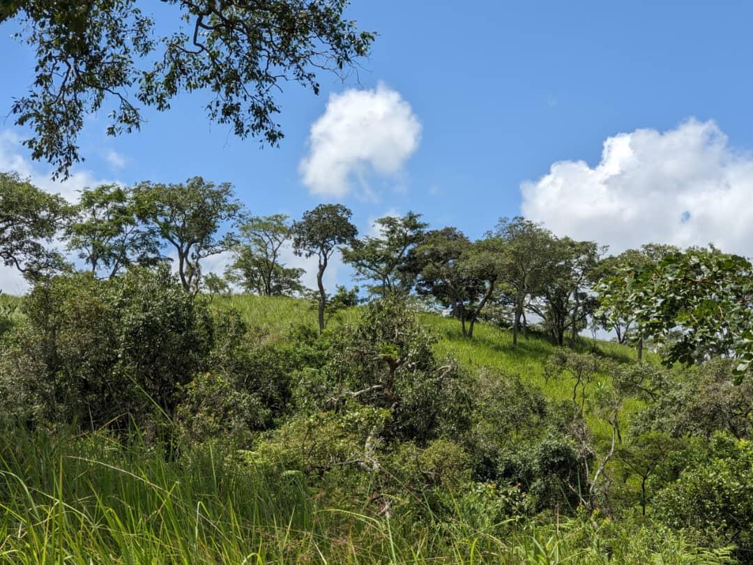 IPH:  A 15,000 Acres Farm for Sale, Lutukira Village, Madaba.