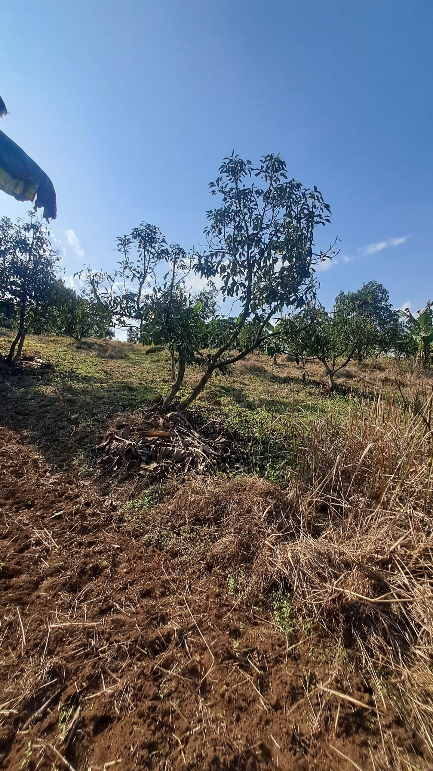 IPH; A 4 Acres Farm for Sale, Itete. Kabembe Area, Rungwe DC, Mbeya Region.