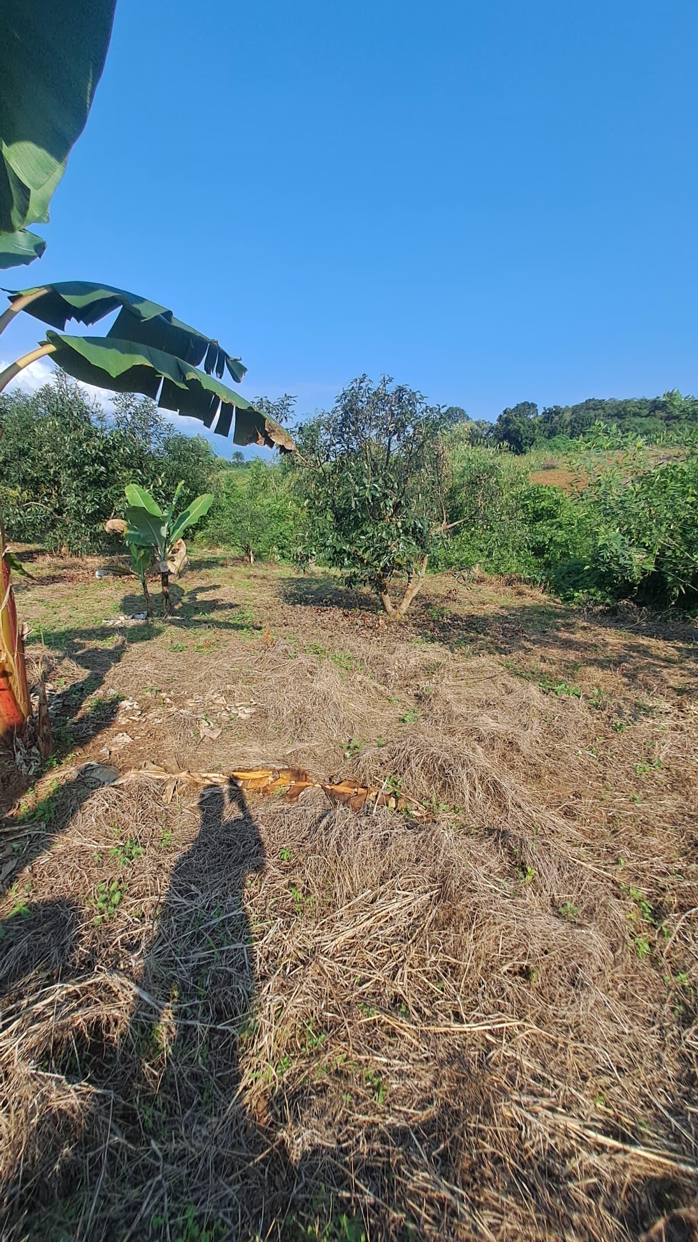 IPH; A 4 Acres Farm for Sale, Itete. Kabembe Area, Rungwe DC, Mbeya Region.