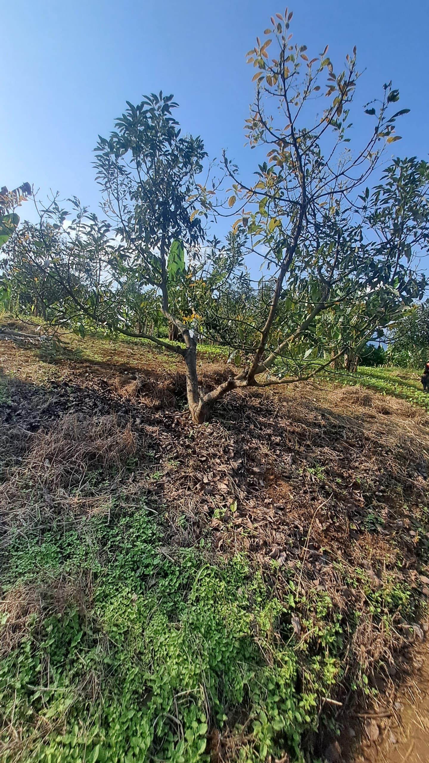 IPH; A 4 Acres Farm for Sale, Itete. Kabembe Area, Rungwe DC, Mbeya Region.