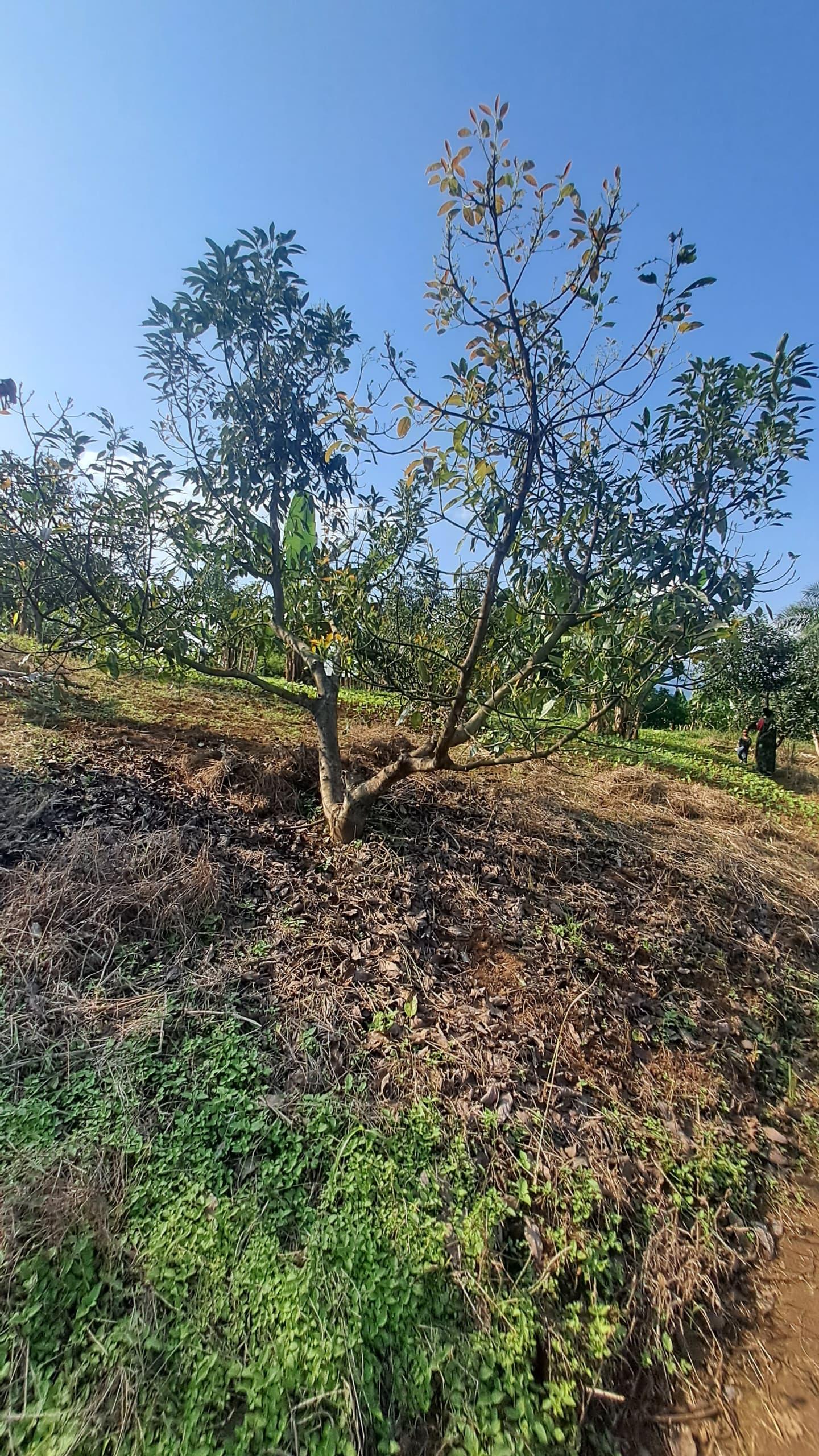 IPH; A 4 Acres Farm for Sale, Itete. Kabembe Area, Rungwe DC, Mbeya Region.