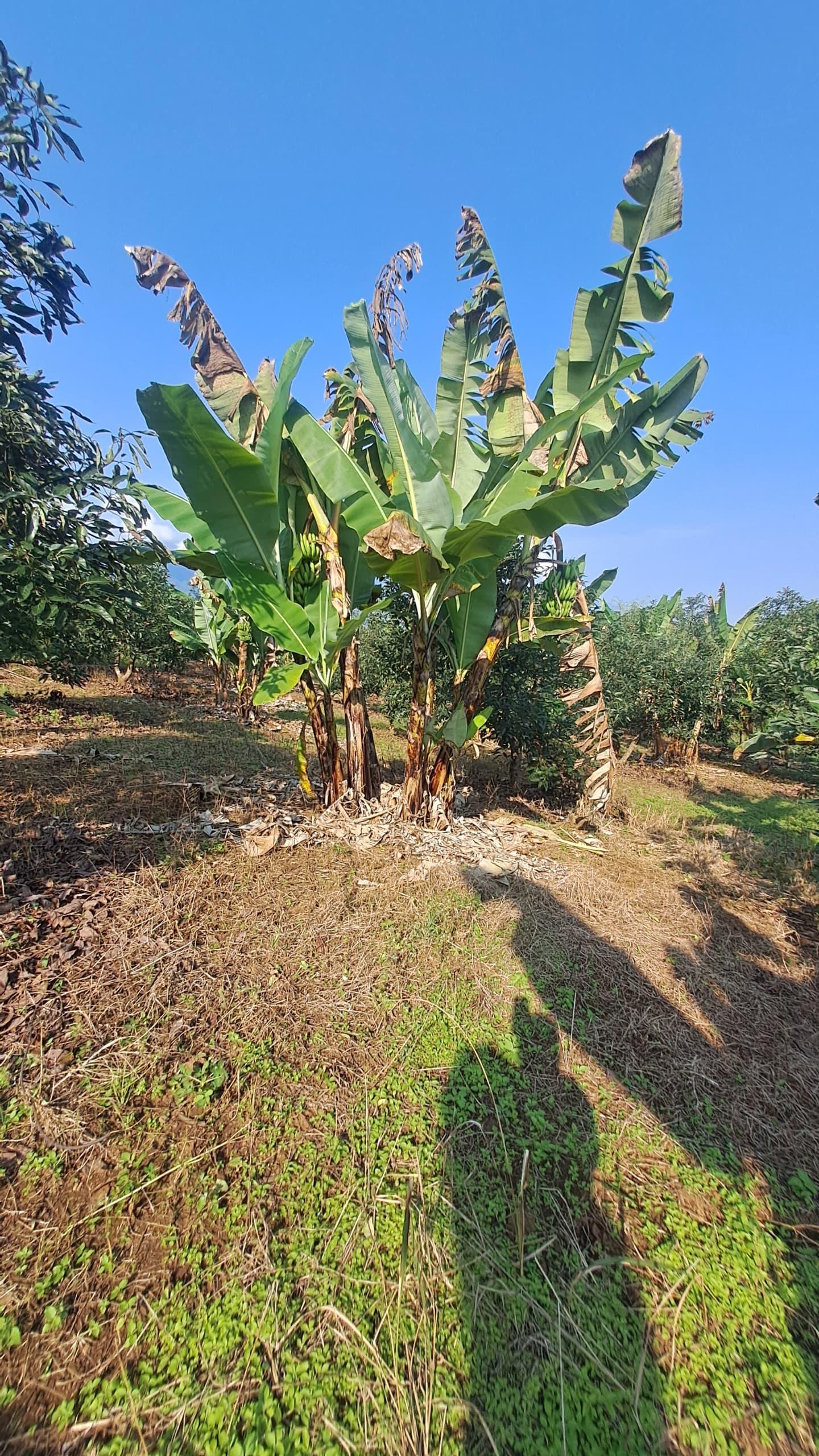IPH; A 4 Acres Farm for Sale, Itete. Kabembe Area, Rungwe DC, Mbeya Region.