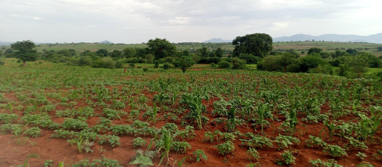 IPH: A 100 Farm for Sale, Chalinze Nyama, Chamwino DC, Dodoma Region.