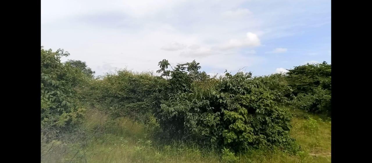 IPH: A 10-Acre Farm, Makutupora, Dodoma Region.