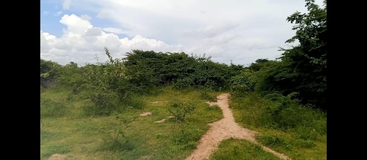 IPH: A 10-Acre Farm, Makutupora, Dodoma Region.