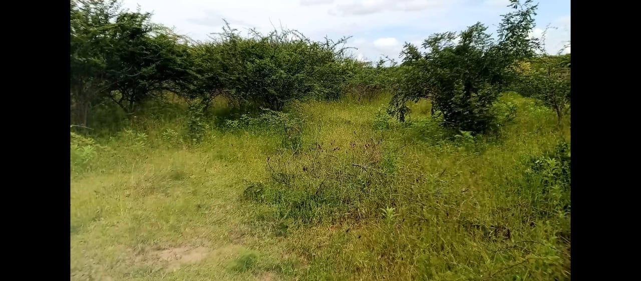 IPH: A 10-Acre Farm, Makutupora, Dodoma Region.