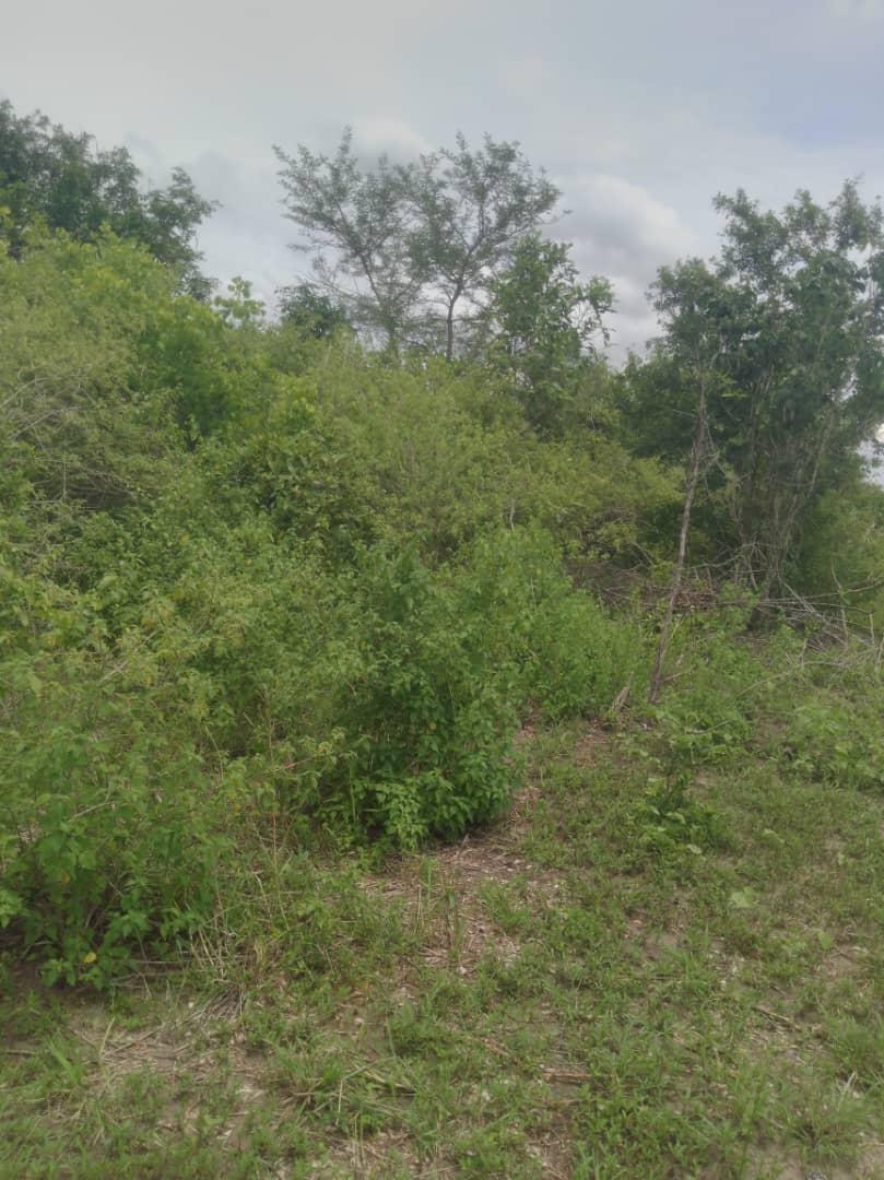IPH: A 60-Acre Farm for Sale, Kiwangwa Village, Bagamoyo DC, Coast Region.