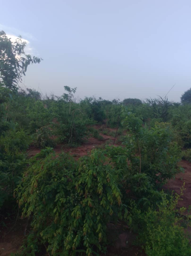 IPH: A 400-Acre Farm for Sale, Kiwangwa Village, Bagamoyo DC, Coastal Region.