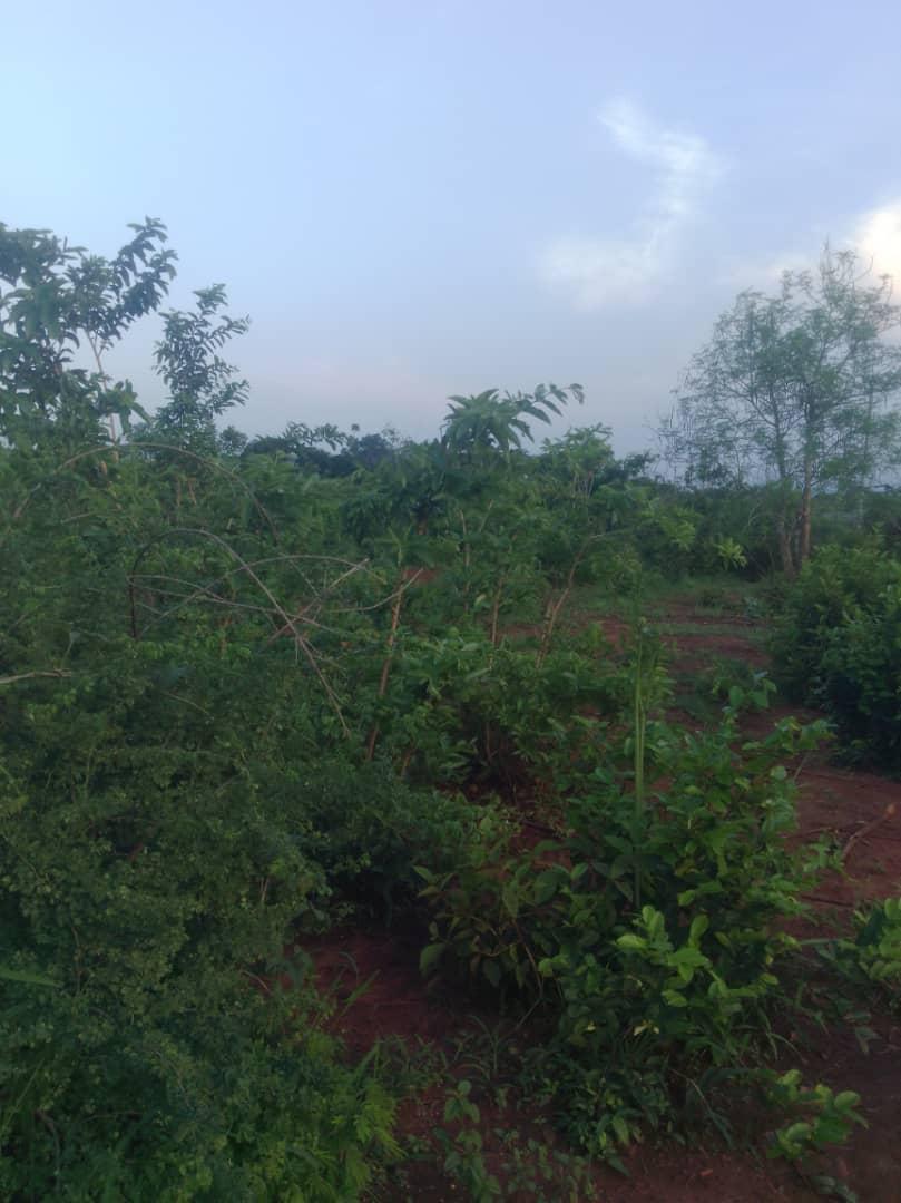 IPH: A 400-Acre Farm for Sale, Kiwangwa Village, Bagamoyo DC, Coastal Region.