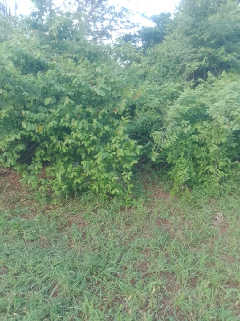 IPH: A 400-Acre Farm for Sale, Kiwangwa Village, Bagamoyo DC, Coastal Region.