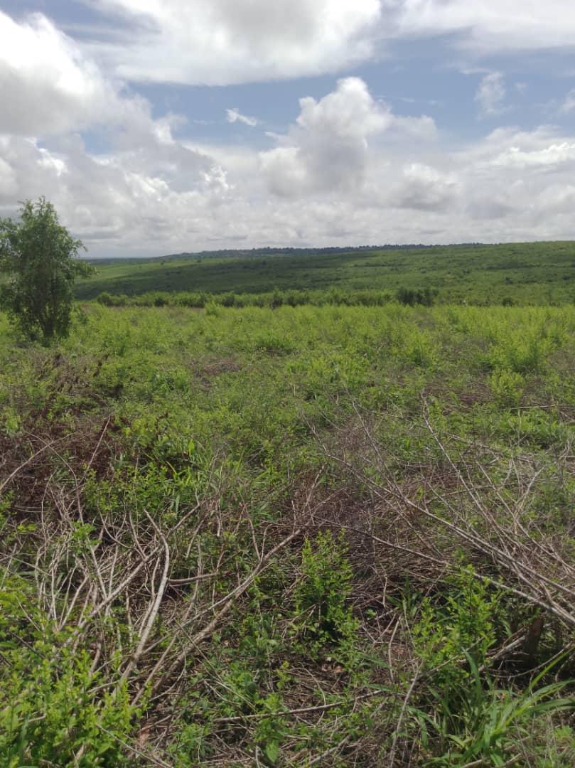 IPH, A 100 Acres Farm For Sale, Kiwangwa Village, Bagamoyo Pwani Region.