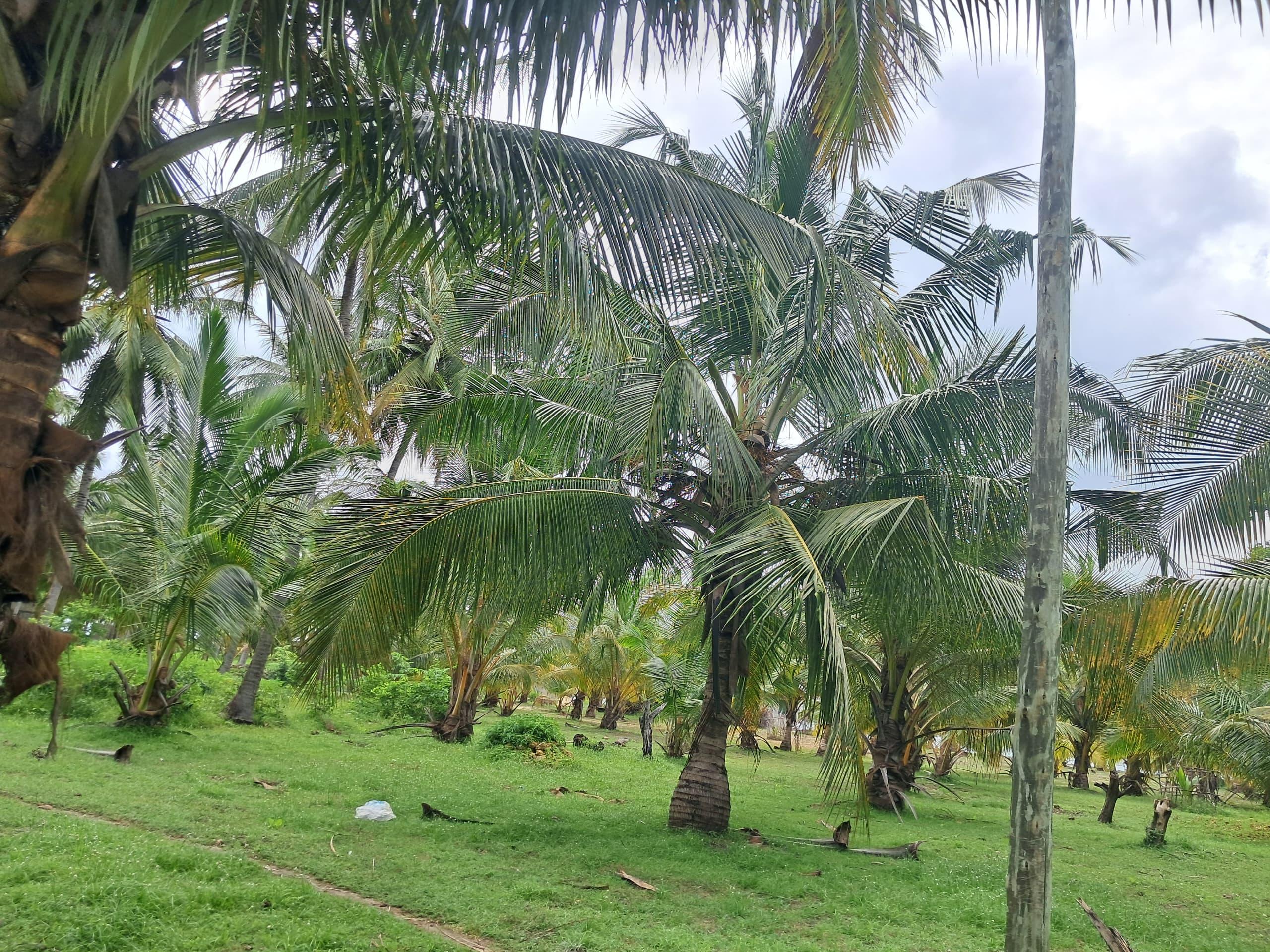IPH, Beachfront Land fo sale, Jojo Beach, Mafia Island Coastal Region.