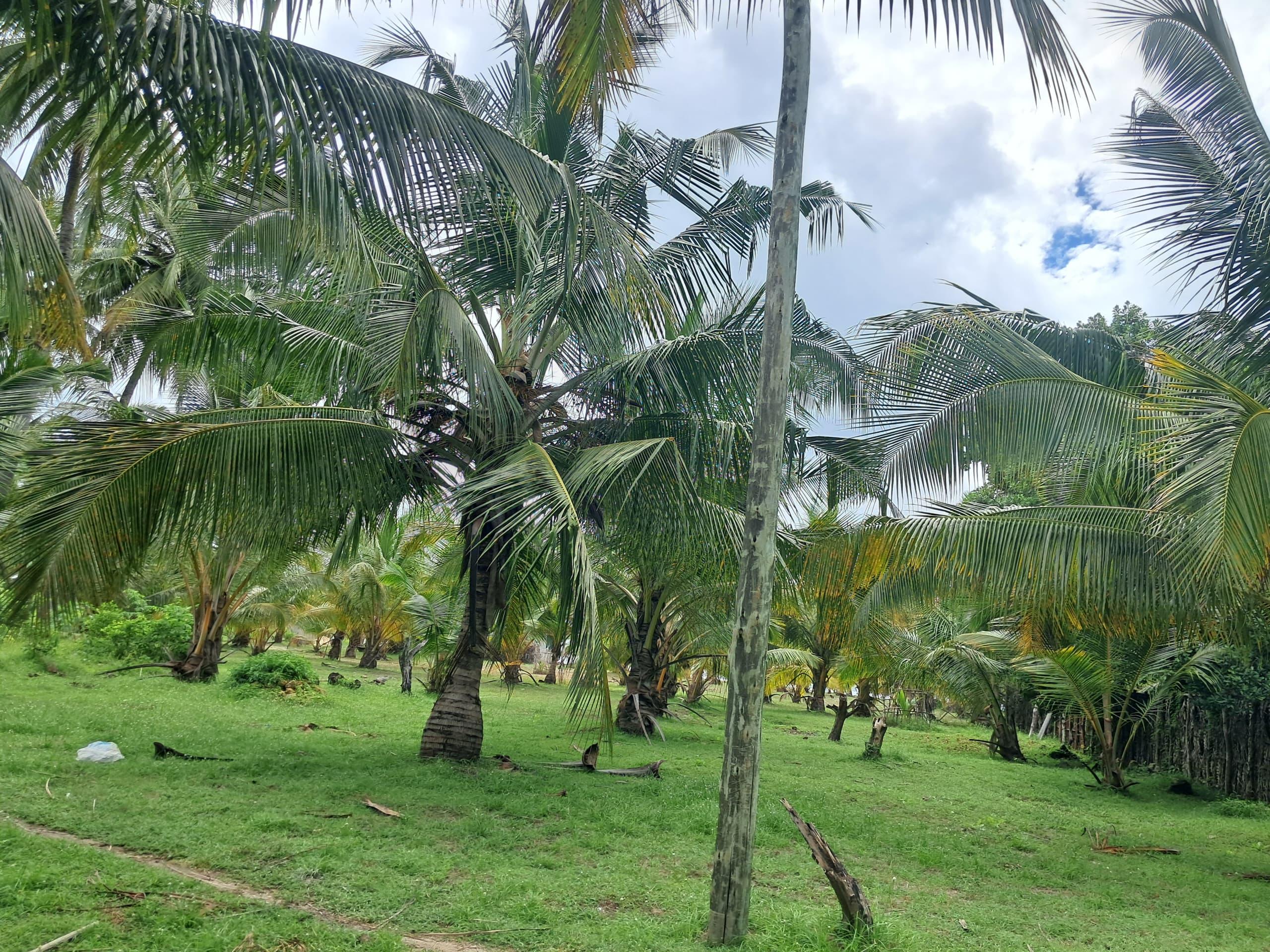 IPH, Beachfront Land fo sale, Jojo Beach, Mafia Island Coastal Region.