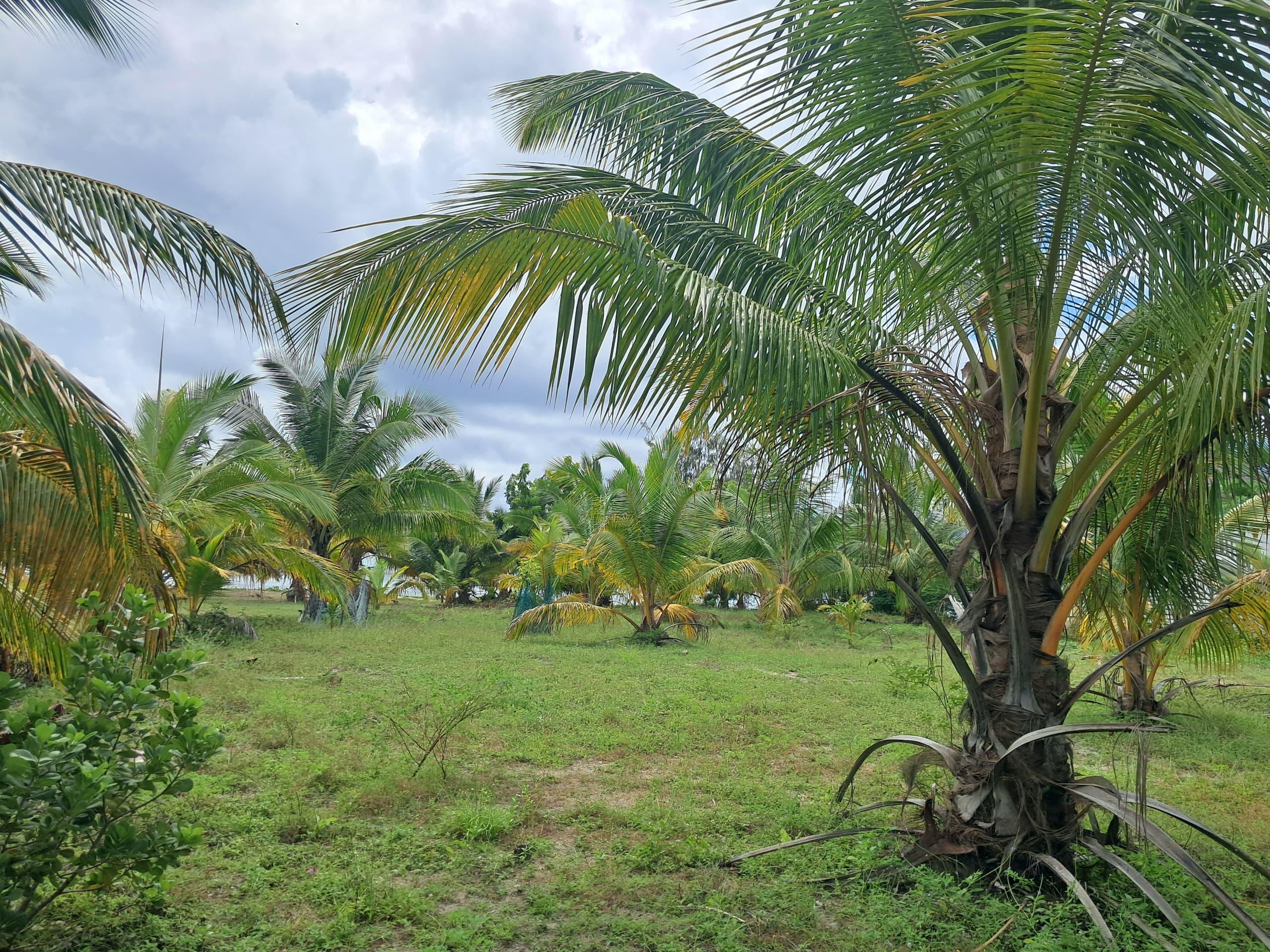 IPH, Beachfront Land fo sale, Jojo Beach, Mafia Island Coastal Region.