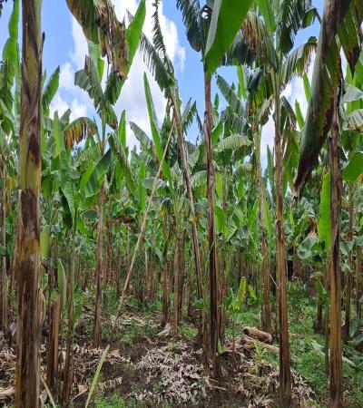 Intercity Property Hub: A Four-Acre Farm for Sale.