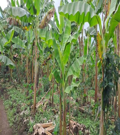 Intercity Property Hub: A Four-Acre Farm for Sale.